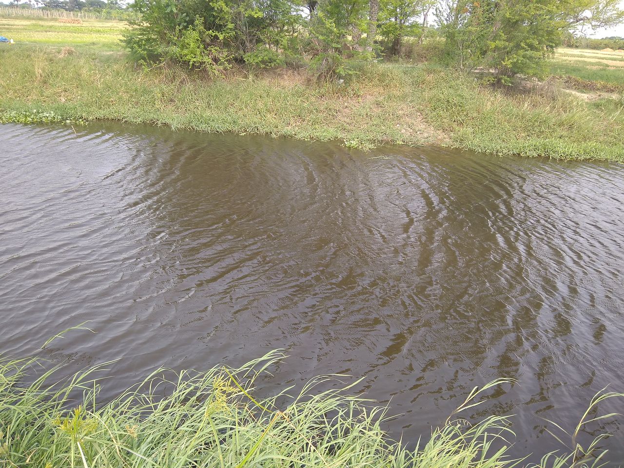 plant, water, nature, grass, growth, beauty in nature, day, tranquility, tree, no people, wetland, pond, land, green, tranquil scene, scenics - nature, river, outdoors, marsh, waterway, non-urban scene, environment, floodplain, landscape