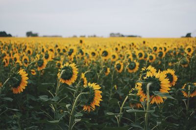 Close-up of sunflower field against sky