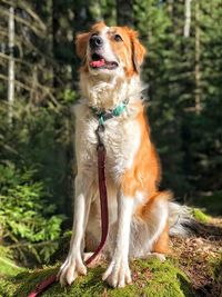 Dog looking away outdoors