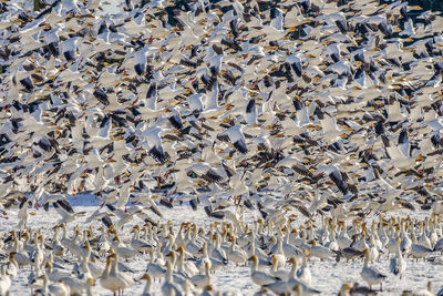 Flock of birds at beach