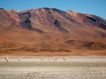 Flamingos in laguna colorada