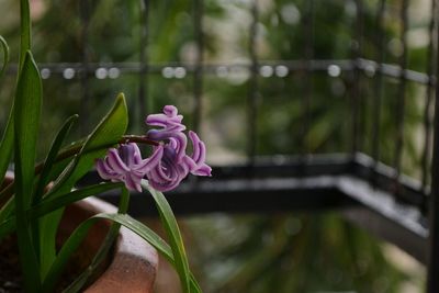 Close-up of pink flowering plant