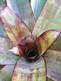 Close-up of leaves