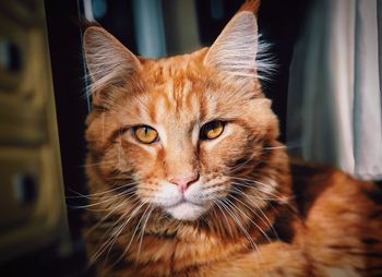 Close-up portrait of a cat