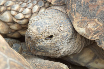 Close-up of turtle