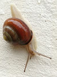 Close-up of snail on table