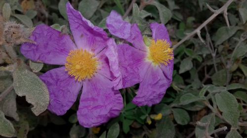 Close-up of purple flowers blooming outdoors