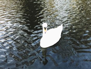 High angle view of swan swimming on lake