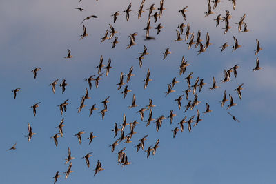 Low angle view of birds flying against blue sky