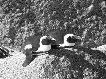 Close-up of penguin against blurred background