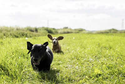 Black dog on grassy field