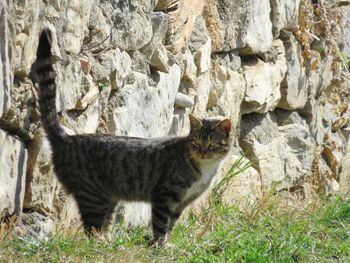 Cat standing on rock