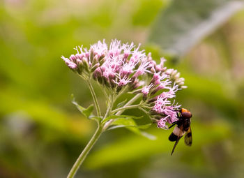 Close-up of butterfly pollinating on pink flower