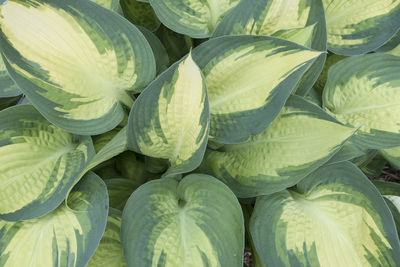 Full frame shot of vegetables