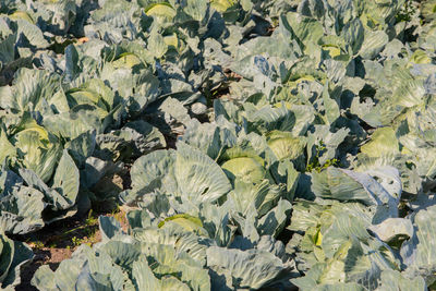 High angle view of leaves on field