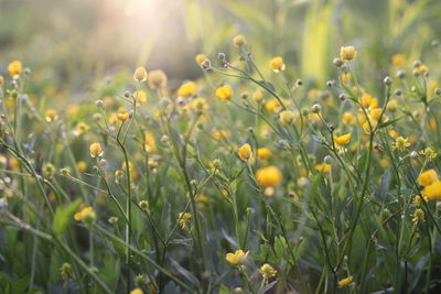 Close-up of flowers in field