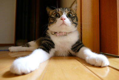 Close-up of domestic cat looking at camera