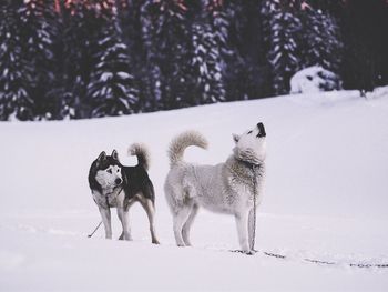 Husky dogs on snow covered landscape