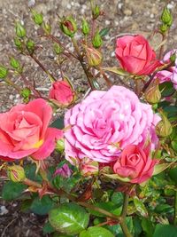 High angle view of pink rose bouquet