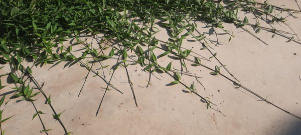 High angle view of plant growing on field