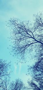 Low angle view of bare tree against sky