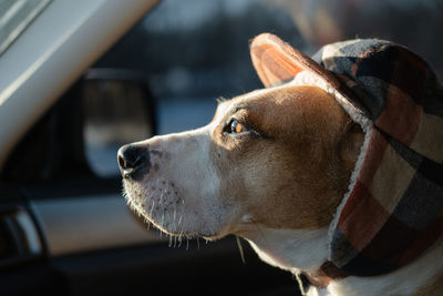 Staffordshire terrier wearing winter hunting hat sits in the car. winter dog portrait, pet in hat