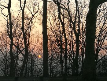 Silhouette of trees at sunset