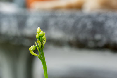 Close-up of green flower buds on field