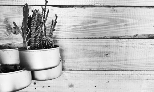 Close-up of potted plant