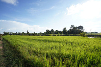 Scenic view of agricultural field against sky