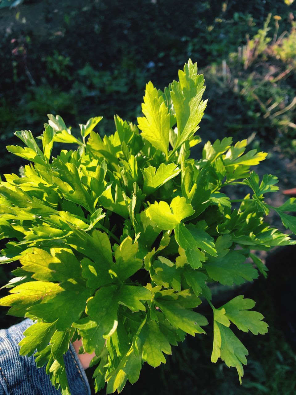 HIGH ANGLE VIEW OF FRESH GREEN PLANT IN FIELD