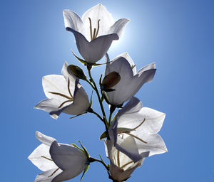 Low angle view of flowers against clear blue sky