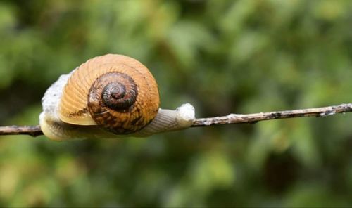 Close-up of snail on tree