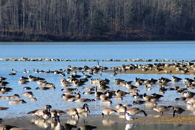 View of birds in water