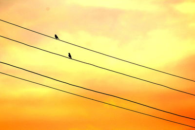 Low angle view of birds on cables against sky