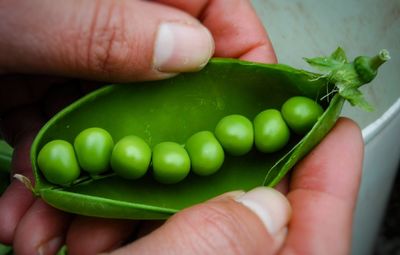 Cropped image of person holding fruit