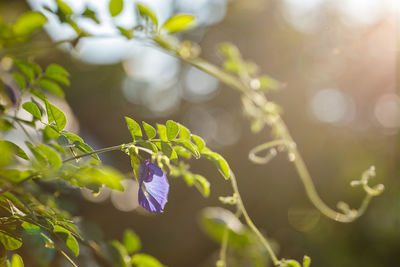Close-up of insect on purple flowering plant