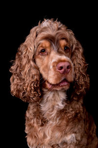 Close-up of dog against black background