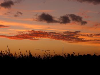 Silhouette of trees against dramatic sky