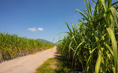 Empty road amidst agricultural field against sky