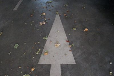 Arrow sign on road with dry autumn leaves on it