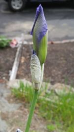 Close-up of purple flowers