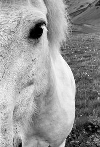 Close-up of horse on field