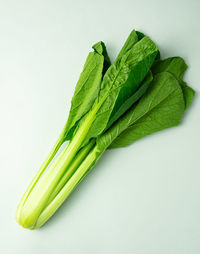 Close-up of green leaf against white background