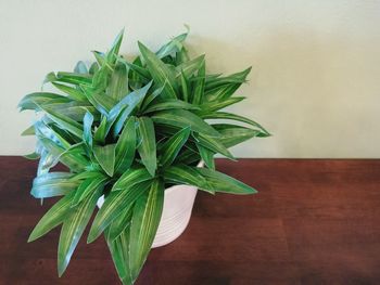 High angle view of plant growing on table against wall