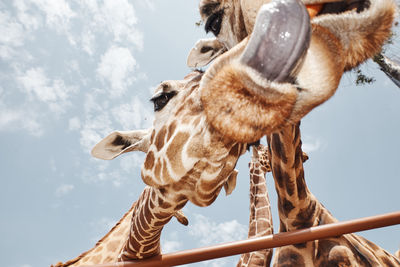 Two huge giraffes pulling out their tongues to be photographed.