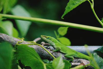 Close-up of frog on leaf