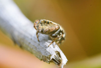 Close-up of spider
