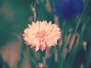 Close-up of pink flower blooming outdoors