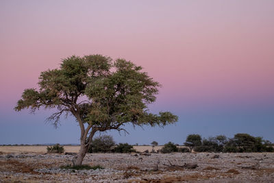 Tree on field against sky at sunset